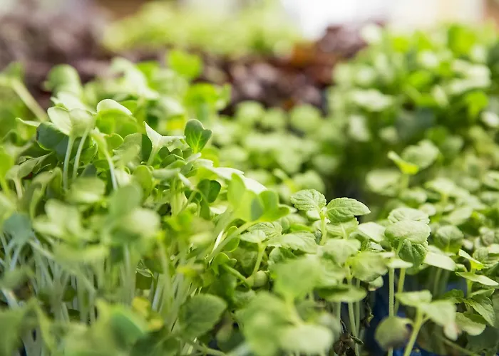 Auszeit - Fruehstueckshotel 酒店 3*